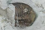 Greenops Trilobite - Arkona, Ontario #164404-3